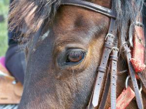 &Eacute;quitation